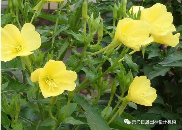 『适合』适合庭院种植的27种常用宿根花卉