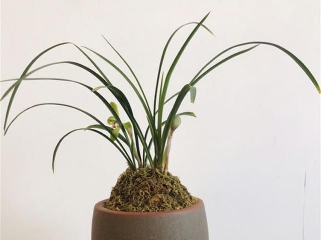 『牢记』养兰花,牢记“欲速则不达”,易长旺开花