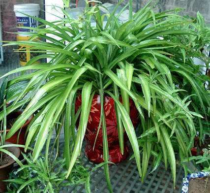  铁线蕨■3种花，就是“水桶”，浇水越勤快，生长越旺盛，绿油油一整年