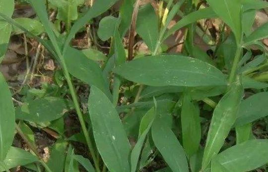  「帝王」乡下似竹子的野草，以前认为是无用杂草，殊不知是珍贵