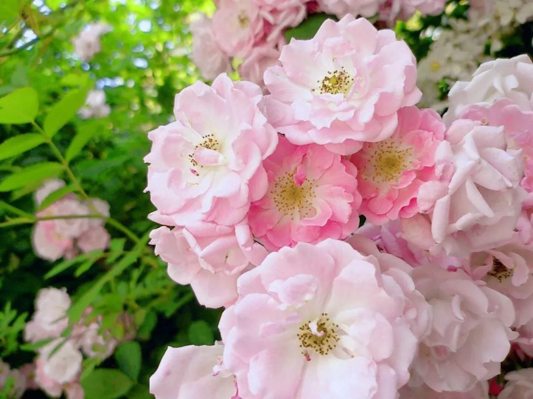  「打卡」蔷薇花开，待君归来|“云打卡”校园网红景点