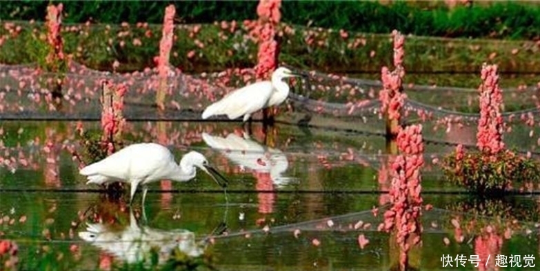  [发现]黄河流域发现“怪鱼”，原来是“外来户”，专家却说是大