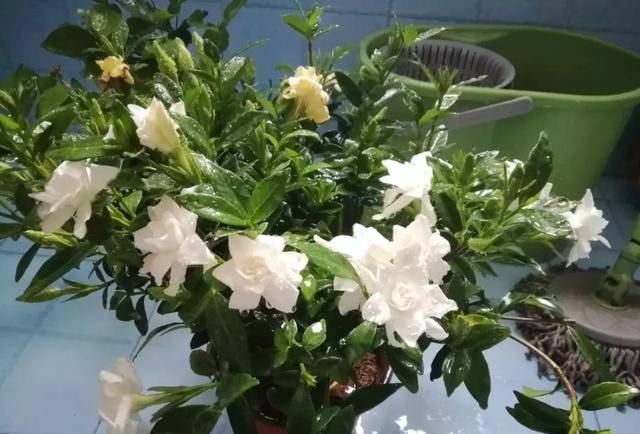  找到：栀子花总是爱黄叶？今天终于找到原因了！