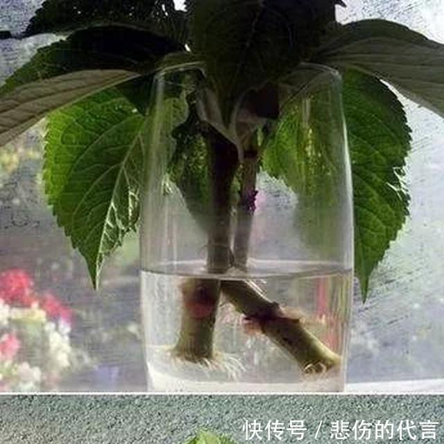 #适合#这些适合春天扦插的花草,捡个枝叶插土里,猛长一大盆!