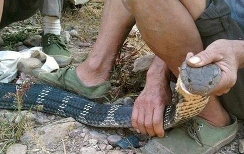 农村大爷在野外抓住一条过山峰，几个人才能摁的住