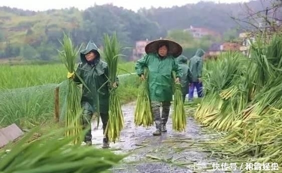  「不错」它是我国的特产蔬菜，亩产6000斤，批发价5元一斤，市场供不应求