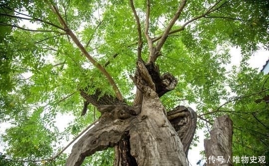 『不信其无』门前种树有门道,5种树镇宅,运道好,3种树要躲开,你了解吗