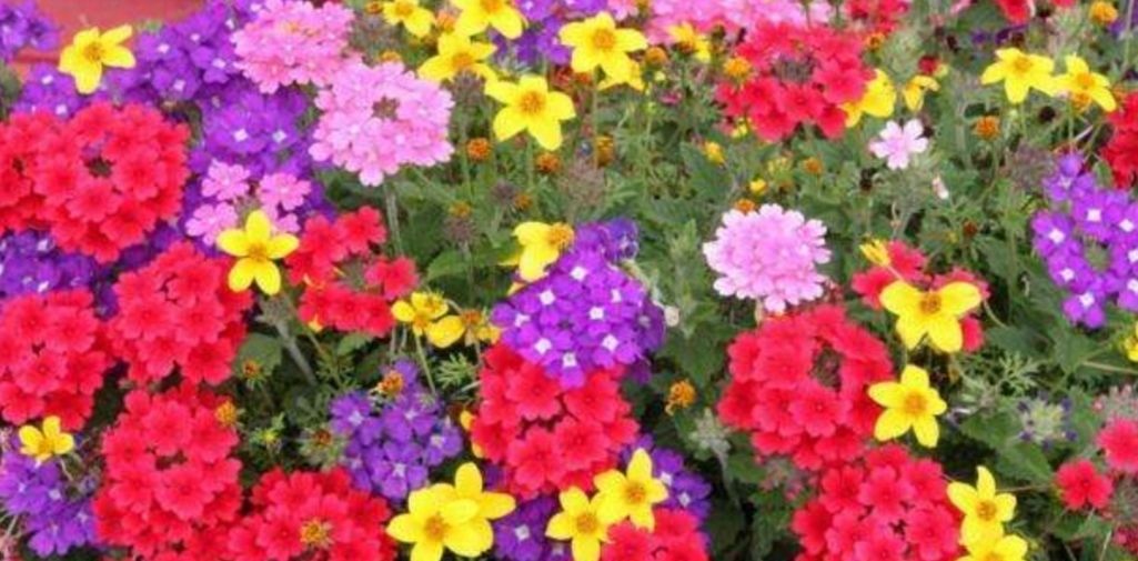  『开出』院子里养1种花，开出的花朵小巧秀美，比太阳花还漂亮