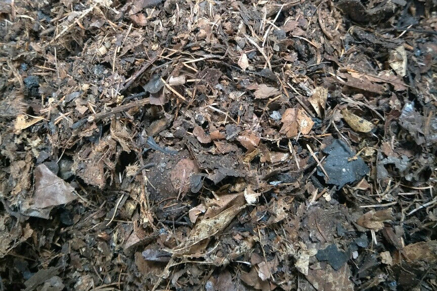 『干燥』给君子兰浇水,错误的方法容易导致烂根,这才是最正确的浇水方法