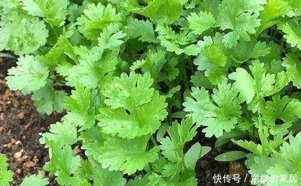 『豌豆苗』懒人也有口福了,阳台种植四样蔬菜,竟然能吃小半年