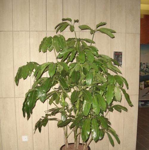 『寓意』大叶伞也叫招财树,寓意特别好!怎么养好大叶伞?