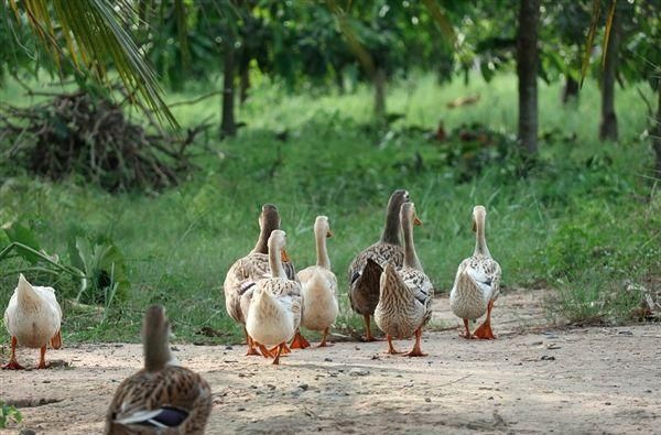  【告急】蝗灾告急，巴铁进入紧急状态，中国10万只麻鸭即将抵达战场