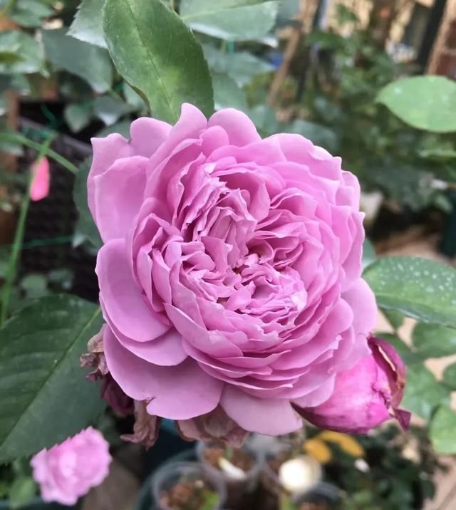 『丰花性好』狼家自育的表现到底如何,戳进来看看花友们的大实话