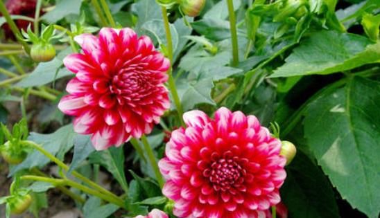  轻松：家养这5款花，花大色艳媲美玫瑰，全年循环开花，轻松打造小花园