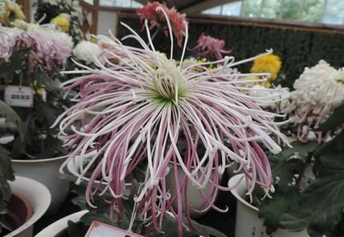  #珍稀#喜欢玫瑰，不如养“珍稀菊花”国华青阳，芊芊细手，流光溢彩