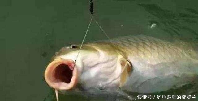  [用饵]野钓鲤鱼，用饵和调漂很关键，掌握这些硬核细节，不怕没渔获