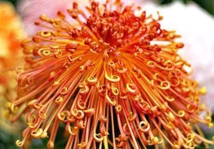  「花朵」喜欢菊花，那就养盆“精品菊花”秋水红霞，花开亭亭玉立，花姿妖艳