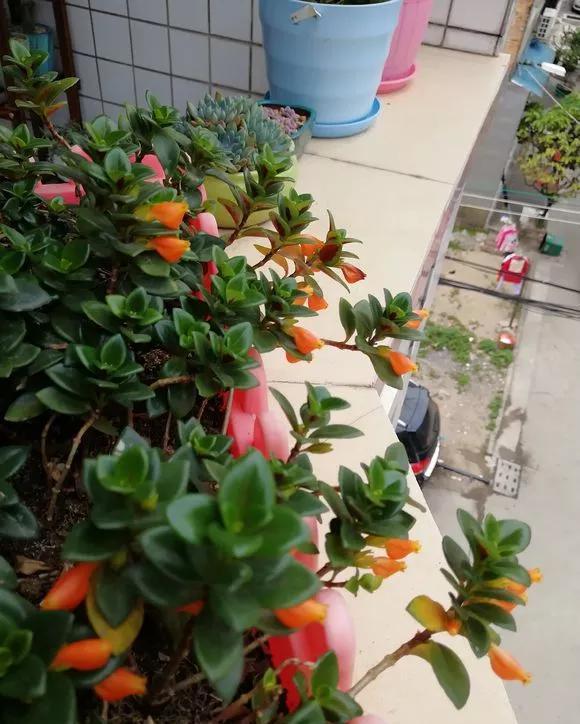  「喜欢的吊兰」2种吊兰花，春天剪根枝，插土里2周成活，疯长爆芽控制不住！