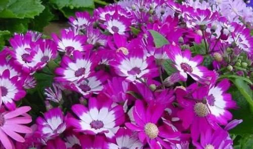  【富贵】喜欢养菊，就养盆“精品菊花”富贵菊，花开艳丽多姿，寓意美好