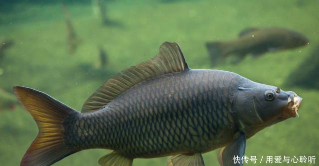  「钓找」野钓找鱼道，有技巧，从以下几个方面入手！