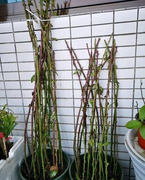 【嫁接】蟹爪兰绑到这上面,开花直冲房顶,还能多活10年