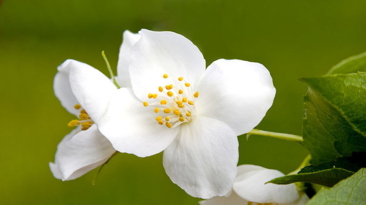  「越养越」夏天养花，3种花不能少，好养易活花量大，开花漂亮花期长，越养越喜欢