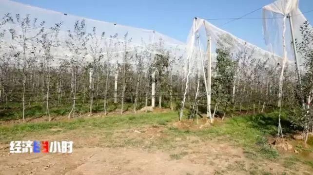  「过山车」这个主产地苹果3毛钱1斤！价格过山车究竟怎么了？