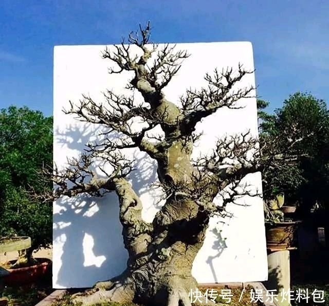 『朱立明』欣赏朱立明的盆景,学会体贴!