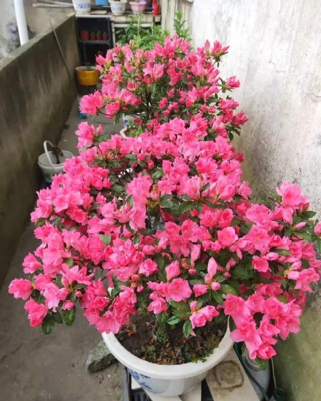  [技巧]养花技巧：这6种花千万别喷水，一喷水就烂叶，3天死翘翘！