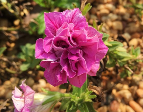 #喜欢#喜欢养护漂亮花卉，就选择开花量繁多，长势茂盛，观赏价值高的花