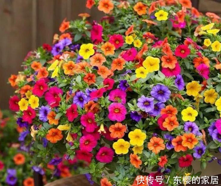  「插进」养花很难？可以尝试此5种，插进土里就能活，开花爆盆很简单