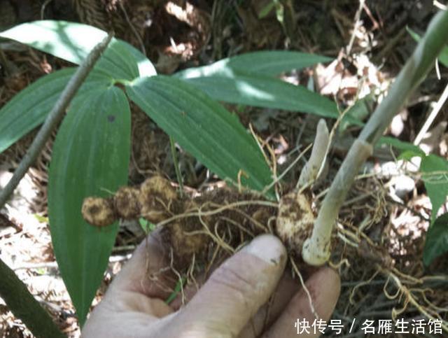  [生姜]山沟下的“1种草”，地下块茎像“生姜”，人称“老虎姜”，珍贵