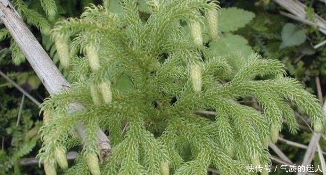  #蜈蚣#小溪边的1种“杂草”，人称“铺地蜈蚣”，挖1棵少1棵，请