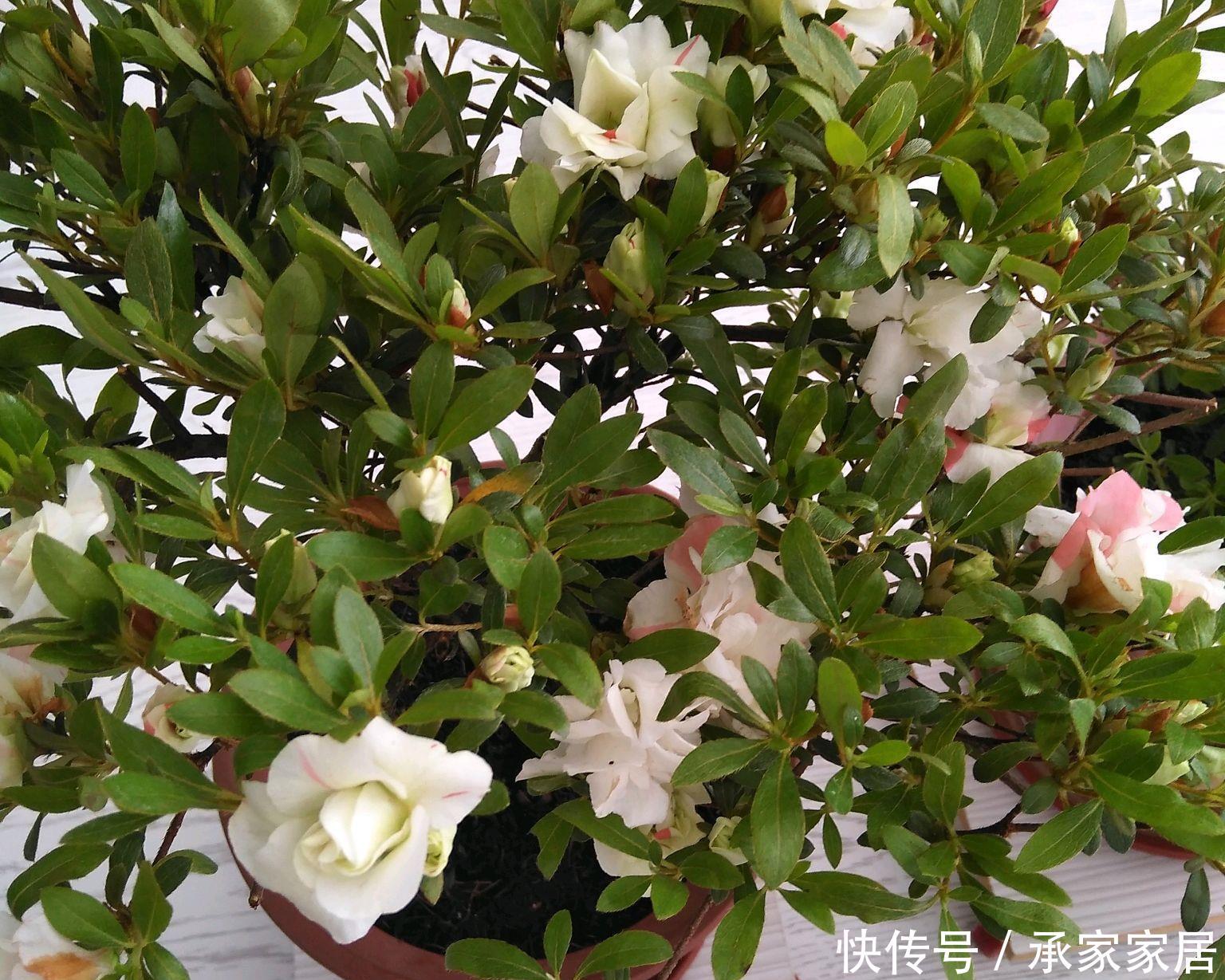  『女人』杜鹃花和女人一样难伺候，本来好好的杜鹃花盆栽，突然就枯萎掉叶