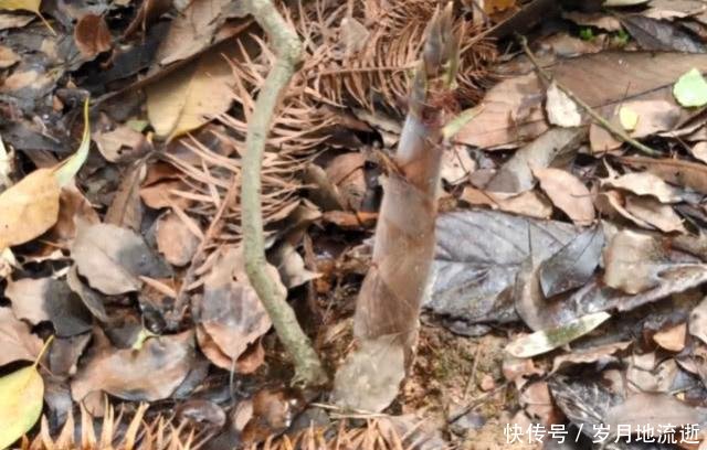 农村一种罕见的黑色竹子，竹笋珍贵农民不得吃，一般人真没见过