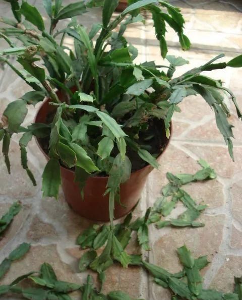  #长寿花#养花记住3个小技巧，茶花再难也能养好，开花多得不见叶！