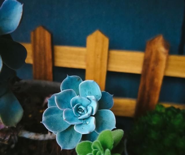  [青蓝紫]多肉植物中的“红橙黄绿青蓝紫”，各养一盆，彩虹到家