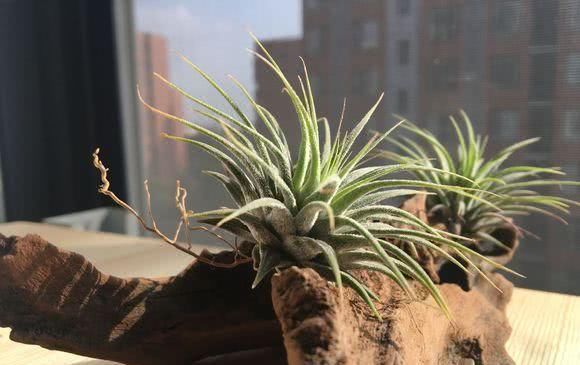 「旺盛」这才是真正的懒人植物，有空气就能活，长得还贼旺盛！