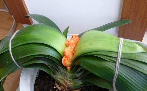  『根部』君子兰黄叶烂叶,狠心一刀砍光,7天后竟冒绿芽,变成群兰开满花