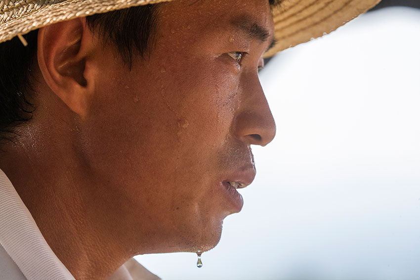 实拍七旬老汉湖边种西瓜，天天吃住瓜庵中，炎热中收获，苦中有乐