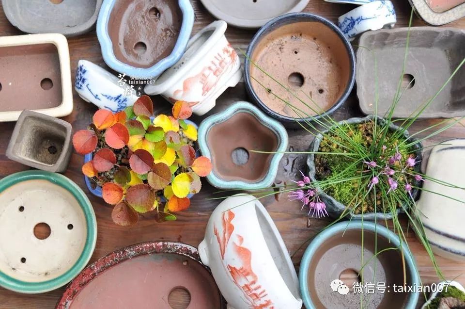 微盆景:把玩古朴的雅趣