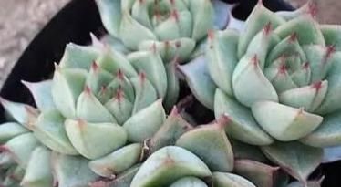  『静夜』这20种美丽的多肉，竟都是静夜的后代！静夜还真是个多情种呢！