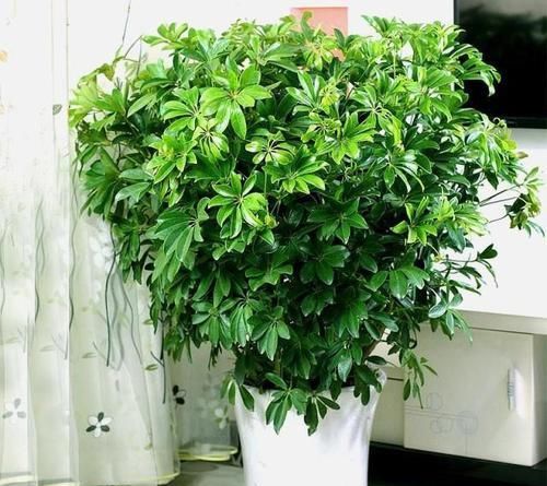  幸福树■这“3种树”好养，30天不管依旧枝繁叶茂，客厅摆盆省心又神气