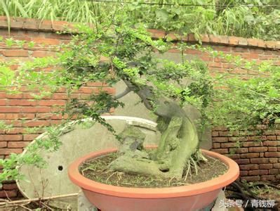 实现快速成型的化学药剂树桩盆景栽培技术