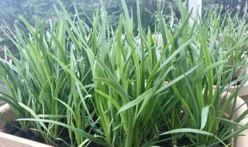 特别@阳台盆栽韭菜，长的又大又绿并且一茬接一茬，一年省了不少钱!