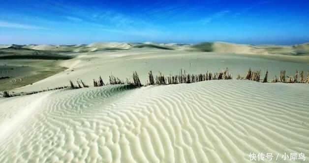  植物■中国最大的沙漠带, 政府花数亿种下大量植物, 如今竟成这