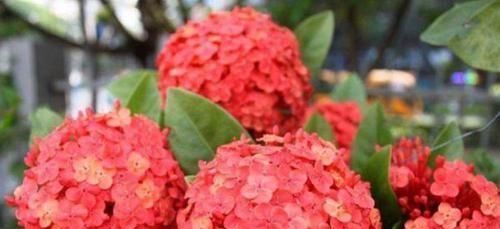  「绿萝」3种花适合新手养，比绿萝好养给点水就疯长，开花美胜牡丹花期长