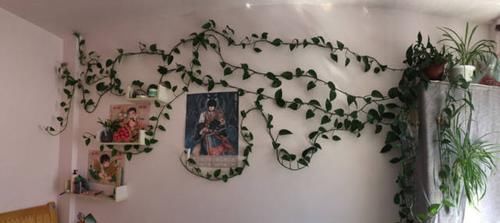  『适合』适合懒人和新人练手的6种花，咋养都不死，轻松能爆盆！