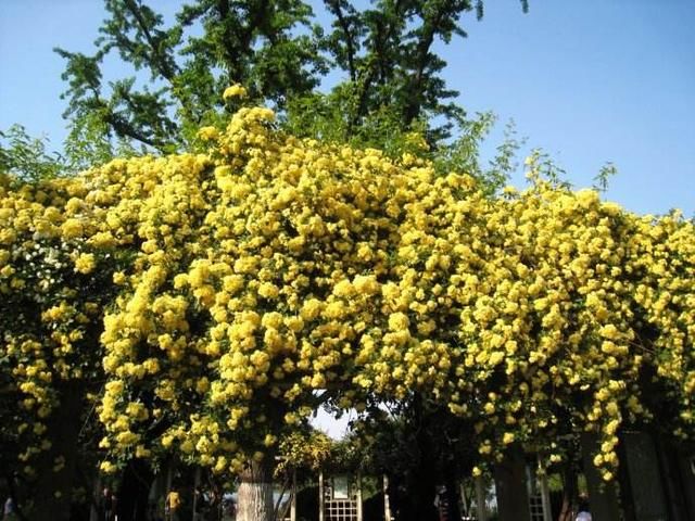 此花最适合国庆节前后种植，家里栽两棵，花香飘十里！