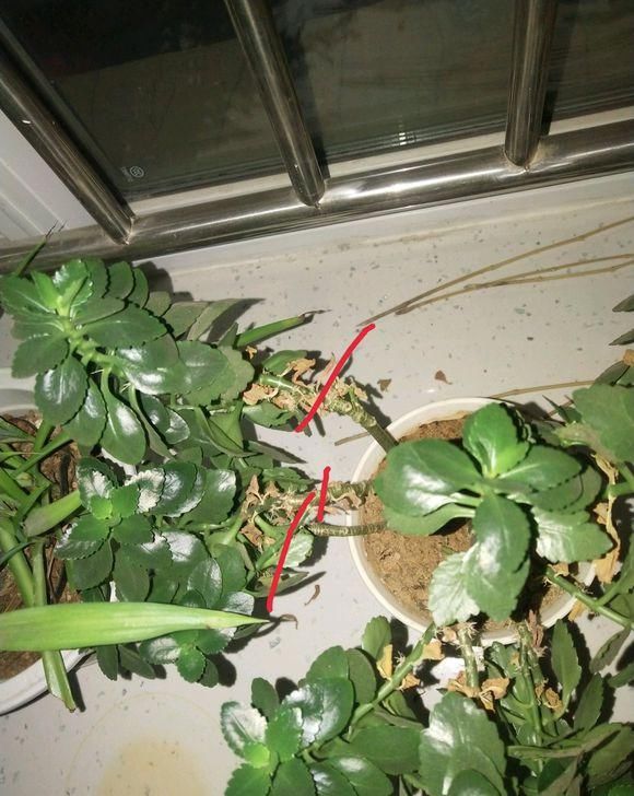  「免得」6种花一长高就剪，免得不开花！